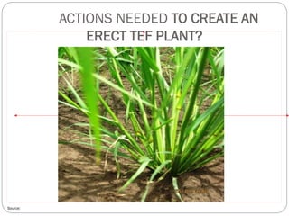 Source:
ACTIONS NEEDED TO CREATE AN
ERECT TEF PLANT?
 