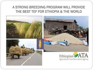 A STRONG BREEDING PROGRAM WILL PROVIDE
THE BEST TEF FOR ETHIOPIA & THE WORLD
 