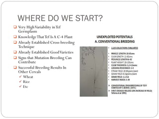 WHERE DO WE START?
 Very HighVariability inTef
Germplasm
 KnowledgeThatTef Is A C-4 Plant
 Already Established Cross-breeding
Technique
 Already Established GoodVarieties
 Signs that Mutation Breeding Can
Contribute
 Successful Breeding Results In
Other Cereals
 Wheat
 Rice
 Etc
 