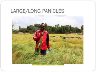 LARGE/LONG PANICLES
 
