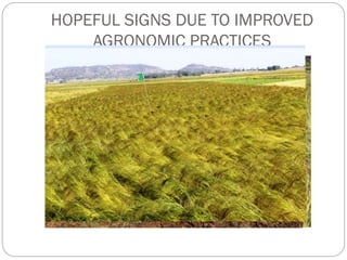 HOPEFUL SIGNS DUE TO IMPROVED
AGRONOMIC PRACTICES
 