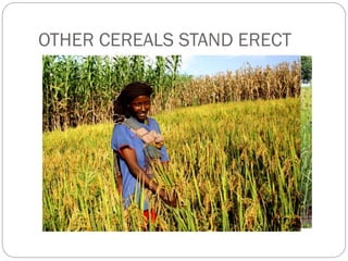 OTHER CEREALS STAND ERECT
 