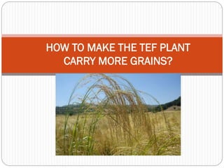 HOW TO MAKE THE TEF PLANT
CARRY MORE GRAINS?
 