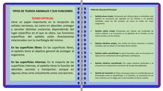 TIPOS DE TEJIDOS ANIMALES Y SUS FUNCIONES
TEJIDO EPITELIAL
tiene un papel importante en la recepción de
señales nerviosas, así como en absorber, proteger
y secretar distintas sustancias dependiendo del
lugar específico en el que se ubica. Las funciones
específicas del epitelio están directamente
relacionadas con la morfología del mismo.
En las superficies libres: En las superficies libres,
el epitelio tiene el objetivo general de proteger al
organismo.
En las superficies internas: En la mayoría de las
superficies internas, el epitelio tiene la función de
absorber, secretar y transportar; aunque en
algunas otras sirve únicamente como una barrera.
TIPOS DE CÉLULAS EPITELIALES
 Epitelio plano simple, Compuesto por células planas y achatadas, este
epitelio se encuentra por ejemplo en los riñones y en grandes
cavidades como las del corazón, así como en todos los vasos
sanguíneos.
 Epitelio cúbico simple Compuesto por células casi cuadradas de
núcleo esférico y se encuentra en la glándula de la tiroides, en los
tubos renales y en los ovarios.
 Epitelio cilíndrico simple, Con células de forma columnar y núcleos
ovalados, que se ubican en las bases de las células.
 Epitelio cúbico estratificado Es poco frecuente, pero se encuentra en
capas de los conductores de las glándulas sudoríparas.
 Epitelio cilíndrico estratificado Con capas celulares profundas y se
encuentra en conductores excretores de las grandes glándulas.
 Epitelio de transición Se llama así porque antes se consideraba que se
encontraba entre el estratificado y el cilíndrico, se encuentra en las
vías urinarias y en la vejiga, por lo que también se llama urotelio.
 