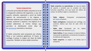 TEJIDO CONJUNTIVO
La función primordial del tejido conjuntivo es la de
la integración sistémica del organismo, o sea, dar
soporte, cohesión, separación y servir de medio
logístico de comunicación a los órganos y
diferentes sistemas que componen el cuerpo. Por
ejemplo, sostienen y separan a los órganos en la
cavidad abdominal, al mismo tiempo que
permiten la distribución entre ellos de
las estructuras vasculares y nerviosas.
El tejido conjuntivo está compuesto por células,
fibras y una sustancia gelatinosa. El hueso, el
cartílago, la grasa, la sangre son tipos de tejido
conjuntivo. También se llama tejido conectivo.
Tejido conjuntivo no especializado. Se trata de tejidos
de soporte y conexión que no cumplen con otras
funciones específicas, sino que hacen de relleno del
cuerpo. Se clasifican según su naturaleza en:
 Tejido adiposo. Compuesto principalmente
por lípidos y/o grasas.
 Tejido cartilaginoso. Compuesto por cartílago, una
sustancia elástica que hace de cojín entre los
huesos.
 Tejido óseo. Compuesto por los tejidos
mineralizados que llamamos hueso.
 Tejido linfático. El que compone el sistema linfático,
conectando las glándulas y sirviendo de transporte a
las defensas del organismo.
 Tejido sanguíneo. La sangre y las células que la
componen.
 