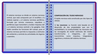 El sistema nervioso se divide en sistema nervioso
central, que está compuesto por el encéfalo y la
médula espinal, y el sistema nervioso periférico,
formado por nervios craneanos, raquídeos y
periféricos (que transmiten y reciben impulsos del
y al sistema nervioso central) y los ganglios. Este
tejido coordina las funciones del cuerpo, pues el
sistema nervioso permite la respuesta a estímulos
del ambiente y controla las actividades de órganos
y aparatos.
COMPOSICIÓN DEL TEJIDO NERVIOSO
El tejido nervioso está constituido por dos tipos de
células:
1) las neuronas: su función está basada en el
desarrollo de dos propiedades que son la
excitabilidad y la conductividad; las neuronas son
las encargadas de recibir estímulos del medio,
transformarlos e integrarlos, así como
transmitirlos como impulsos, integradores
cognitivos y motores del sistema nervioso.
 