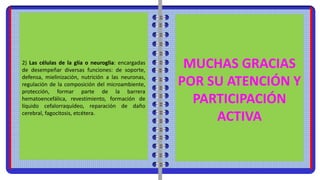 2) Las células de la glía o neuroglia: encargadas
de desempeñar diversas funciones: de soporte,
defensa, mielinización, nutrición a las neuronas,
regulación de la composición del microambiente,
protección, formar parte de la barrera
hematoencefálica, revestimiento, formación de
líquido cefalorraquídeo, reparación de daño
cerebral, fagocitosis, etcétera.
MUCHAS GRACIAS
POR SU ATENCIÓN Y
PARTICIPACIÓN
ACTIVA
 