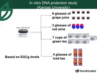 In vitro DNA protection study 
(Kansas University) 
8 glasses of 
grape juice 
3 glasses of 
red wine 
7 cups of 
green tea 
4 glasses of 
iced tea 
Based on EGCg levels 
 