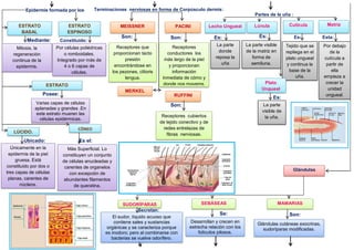 Por células poliédricas
o romboidales.
Integrado por más de
4 o 6 capas de
células.
Varias capas de células
aplanadas y grandes .En
este estrato mueren las
células epidérmicas.
Únicamente en la
epidermis de la piel
gruesa. Está
constituido por dos o
tres capas de células
planas, carentes de
núcleos.
CÓNEO
Más Superficial. Lo
constituyen un conjunto
de células anucleadas y
carentes de organelos
con excepción de
abundantes filamentos
de queratina.
Epidermis formada por los
estratos:
LÚCIDO.
Ubicado: Es el:
MEISSNER
MERKEL
Son:
Constituido:
Son:
Constituido:
Son:
Constituido:
MatrizLúnula Cutícula
Terminaciones nerviosas en forma de Corpúsculo dermis:
PACINI
RUFFINI
Receptores que
proporcionan tacto
presión
encontrándose en
los pezones, clítoris
lengua.
Receptores
conductores los
más largo de la piel
y proporcionan
información
inmediata de cómo y
donde nos movems.
Receptores cubiertos
de tejido conectivo y de
redes entrelazas de
fibras nerviosas.
La parte
visible de
la uña.
Partes de la uña :
Es:
Constituido:
Es:
Constituido:
Es:
Constituido:
Esta:
Constituido:
Lecho UnguealESTRATO
BASAL
(GERMINATIVO):
ESTRATO
ESPINOSO
ESTRATO
GRANULOSO
Mitosis, la
regeneración
continua de la
epidermis.
Constituido por
células cilíndricas o
cubicas.
La parte
donde
reposa la
uña
La parte visible
de la matriz en
forma de
semiluna.
Tejido que se
repliega en el
plato ungueal
y continua la
base de la
uña.
Por debajo
de la
cutícula a
partir de
ella
empieza a
crecer la
unidad
ungueal.
Glándulas
SEBÁSEAS
Es:
Constituido:
Mediante: Constituido:
Posee:
SUDORÍPARAS MAMARIAS
El sudor, líquido acuoso que
contiene sales y sustancias
orgánicas y se caracteriza porque
es inodoro; pero al combinarse con
bacterias se vuelve odorífero.
Secretan:
Desarrollan y crecen en
estrecha relación con los
folículos pilosos.
Se:
Glándulas cutáneas exocrinas,
sudoríparas modificadas.
Son:
Plato
Ungueal
 