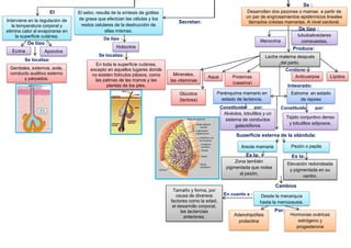 yfty
Ecrina
El
sudor:
De tipo :
Se localiza:
Holocrina
Secretan:
Produce:
Integrado:
Apocrina
Interviene en la regulación de
la temperatura corporal y
elimina calor al evaporarse en
la superficie cutánea.
Genitales, externos, axila,
conducto auditivo externo
y párpados.
El sebo, resulta de la síntesis de gotitas
de grasa que efectúan las células y los
restos celulares de la destrucción de
ellas mismas.
En toda la superficie cutánea,
excepto en aquellos lugares donde
no existen folículos pilosos, como
las palmas de las manos y las
plantas de los pies.
De tipo :
Se localiza:
Merocrina
tubuloalveolares
compuestas.
Holocrina
Leche materna después
del parto.
Agua Proteínas
(caseína)
Glúcidos
(lactosa)
LípidosMinerales,
las vitaminas
Anticuerpos
De tipo :
Contiene:
Desarrollan dos pezones o mamas a partir de
un par de engrosamientos epidérmicos lineales
llamados crestas mamarias. A nivel pectoral.
Parénquima mamario en
estado de lactancia.
Estroma en estado
de reposo
Alvéolos, lobulillos y un
sistema de conductos
galactóforos
Tejido conjuntivo denso
y lobulillos adiposos.
Constituido por:
Cambios
morfofuncioneales:
Desde la menarquía
hasta la menopausia.
Hormonas ováricas
estrógeno y
progesterona
Adenohipófisis
prolactina
Superficie externa de la glándula:
Tamaño y forma, por
causa de diversos
factores como la edad,
el desarrollo corporal,
las lactancias
anteriores.
Areola mamaria
Por:
Pezón o papila
mamaria
Elevación redondeada
y pigmentada en su
centro.
Zona también
pigmentada que rodea
al pezón.
En cuanto a :
Se :
Es la: Es la:
Constituido por:
 