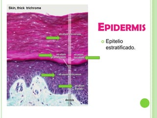 EPIDERMIS
   Epitelio
    estratificado.
 