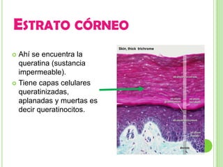 ESTRATO CÓRNEO
 Ahí se encuentra la
  queratina (sustancia
  impermeable).
 Tiene capas celulares
  queratinizadas,
  aplanadas y muertas es
  decir queratinocitos.
 