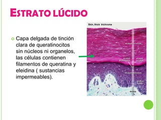 ESTRATO LÚCIDO
   Capa delgada de tinción
    clara de queratinocitos
    sin núcleos ni organelos,
    las células contienen
    filamentos de queratina y
    eleidina ( sustancias
    impermeables).
 