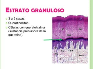 ESTRATO GRANULOSO
 3 a 5 capas.
 Queratinocitos.

 Células con queratohialina
  (sustancia precursora de la
  queratina).
 