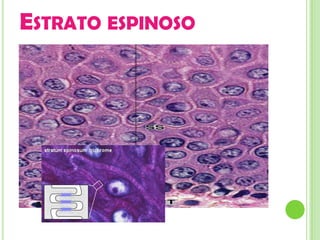 ESTRATO ESPINOSO
 El estrato espinoso se conforma por células
  con forma poligonal.
 Los núcleos son redondos y el citosol es de
  características basofílicas.
 Contiene a las células de Langerhans (células
  presentadoras de antígeno)
 
