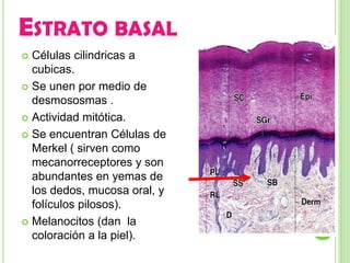 ESTRATO BASAL
 Células cilindricas a
  cubicas.
 Se unen por medio de
  desmososmas .
 Actividad mitótica.

 Se encuentran Células de
  Merkel ( sirven como
  mecanorreceptores y son
  abundantes en yemas de
  los dedos, mucosa oral, y
  folículos pilosos).
 Melanocitos (dan la
  coloración a la piel).
 