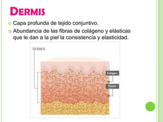 DERMIS
 Capa profunda de tejido conjuntivo.
 Abundancia de las fibras de colágeno y elásticas
  que le dan a la piel la consistencia y elasticidad.
 