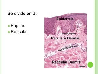 Se divide en 2 :

 Papilar.
 Reticular.
 