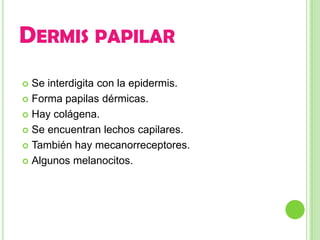 DERMIS PAPILAR
 Se interdigita con la epidermis.
 Forma papilas dérmicas.

 Hay colágena.

 Se encuentran lechos capilares.

 También hay mecanorreceptores.

 Algunos melanocitos.
 