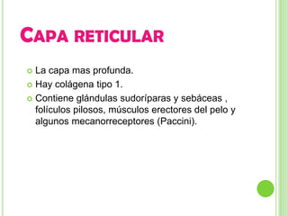 CAPA RETICULAR
 La capa mas profunda.
 Hay colágena tipo 1.

 Contiene glándulas sudoríparas y sebáceas ,
  folículos pilosos, músculos erectores del pelo y
  algunos mecanorreceptores (Paccini).
 