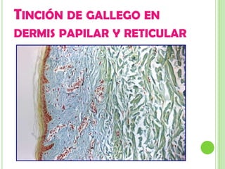 TINCIÓN DE GALLEGO EN
DERMIS PAPILAR Y RETICULAR
 