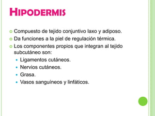 HIPODERMIS
 Compuesto de tejido conjuntivo laxo y adiposo.
 Da funciones a la piel de regulación térmica.

 Los componentes propios que integran al tejido
  subcutáneo son:
    Ligamentos cutáneos.
    Nervios cutáneos.
    Grasa.
    Vasos sanguíneos y linfáticos.
 