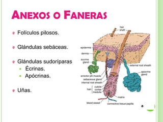 ANEXOS O FANERAS
 Folículos pilosos.

 Glándulas sebáceas.

 Glándulas sudoríparas
  Écrinas.
  Apócrinas.


 Uñas.
 