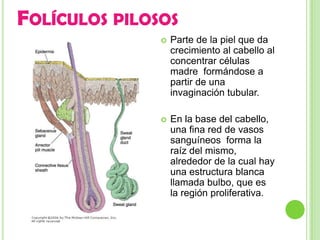 FOLÍCULOS PILOSOS
                  Parte de la piel que da
                   crecimiento al cabello al
                   concentrar células
                   madre formándose a
                   partir de una
                   invaginación tubular.

                  En la base del cabello,
                   una fina red de vasos
                   sanguíneos forma la
                   raíz del mismo,
                   alrededor de la cual hay
                   una estructura blanca
                   llamada bulbo, que es
                   la región proliferativa.
 