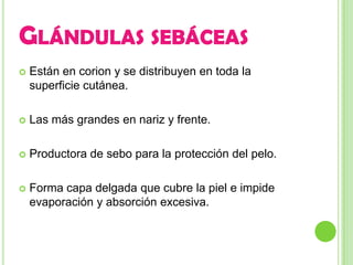 GLÁNDULAS SEBÁCEAS
   Están en corion y se distribuyen en toda la
    superficie cutánea.

   Las más grandes en nariz y frente.

   Productora de sebo para la protección del pelo.

   Forma capa delgada que cubre la piel e impide
    evaporación y absorción excesiva.
 