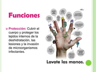 Funciones
   Protección: Cubrir el
    cuerpo y proteger los
    tejidos internos de la
    deshidratación, las
    lesiones y la invasión
    de microorganismos
    infectantes.
 
