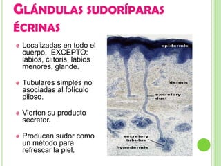 GLÁNDULAS SUDORÍPARAS
ÉCRINAS
 Localizadas en todo el
 cuerpo, EXCEPTO:
 labios, clítoris, labios
 menores, glande.

 Tubulares simples no
 asociadas al folículo
 piloso.

 Vierten su producto
 secretor.

 Producen sudor como
 un método para
 refrescar la piel.
 