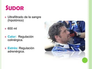 SUDOR
Ultrafiltrado de la sangre
(hipotónico)

600 ml

Calor: Regulación
colinérgica.

Estrés: Regulación
adrenérgica.
 