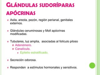 GLÁNDULAS SUDORÍPARAS
APÓCRINAS
 Axila, areola, pezón, región perianal, genitales
 externos.

 Glándulas ceruminosas y Moll apócrinas
 modificadas.

 Tubulares, luz amplia, asociadas al folículo piloso
    Adenómero.
    Canalículo.
        Epitelio estratificado.

 Secreción odorosa.

 Responden a estímulos hormonales y sensitivos.
 
