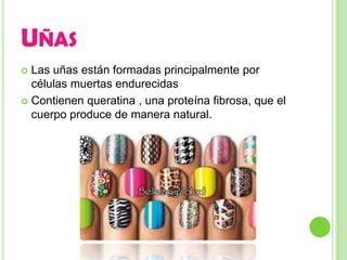 UÑAS
 Las uñas están formadas principalmente por
  células muertas endurecidas
 Contienen queratina , una proteína fibrosa, que el
  cuerpo produce de manera natural.
 