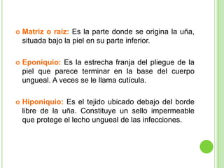    Matriz o raíz: Es la parte donde se origina la uña,
    situada bajo la piel en su parte inferior.

   Eponiquio: Es la estrecha franja del pliegue de la
    piel que parece terminar en la base del cuerpo
    ungueal. A veces se le llama cutícula.

   Hiponiquio: Es el tejido ubicado debajo del borde
    libre de la uña. Constituye un sello impermeable
    que protege el lecho ungueal de las infecciones.
 