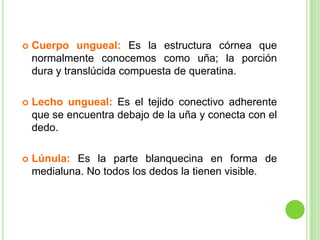    Cuerpo ungueal: Es la estructura córnea que
    normalmente conocemos como uña; la porción
    dura y translúcida compuesta de queratina.

   Lecho ungueal: Es el tejido conectivo adherente
    que se encuentra debajo de la uña y conecta con el
    dedo.

   Lúnula: Es la parte blanquecina en forma de
    medialuna. No todos los dedos la tienen visible.
 