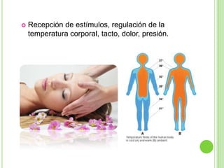   Recepción de estímulos, regulación de la
    temperatura corporal, tacto, dolor, presión.
 