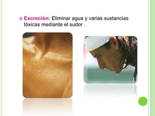    Excreción: Eliminar agua y varias sustancias
    tóxicas mediante el sudor .
 
