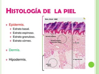HISTOLOGÍA DE LA PIEL
Epidermis.
  Estrato basal.
  Estrato espinoso.
  Estrato granuloso.
  Estrato córneo.


Dermis.

Hipodermis.
 