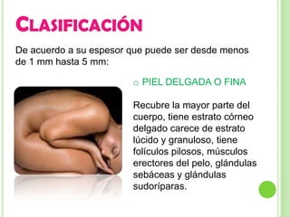 CLASIFICACIÓN
De acuerdo a su espesor que puede ser desde menos
de 1 mm hasta 5 mm:

                        o PIEL DELGADA O FINA

                        Recubre la mayor parte del
                        cuerpo, tiene estrato córneo
                        delgado carece de estrato
                        lúcido y granuloso, tiene
                        folículos pilosos, músculos
                        erectores del pelo, glándulas
                        sebáceas y glándulas
                        sudoríparas.
 