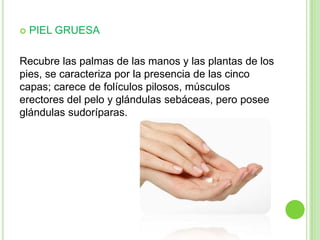    PIEL GRUESA

Recubre las palmas de las manos y las plantas de los
pies, se caracteriza por la presencia de las cinco
capas; carece de folículos pilosos, músculos
erectores del pelo y glándulas sebáceas, pero posee
glándulas sudoríparas.
 