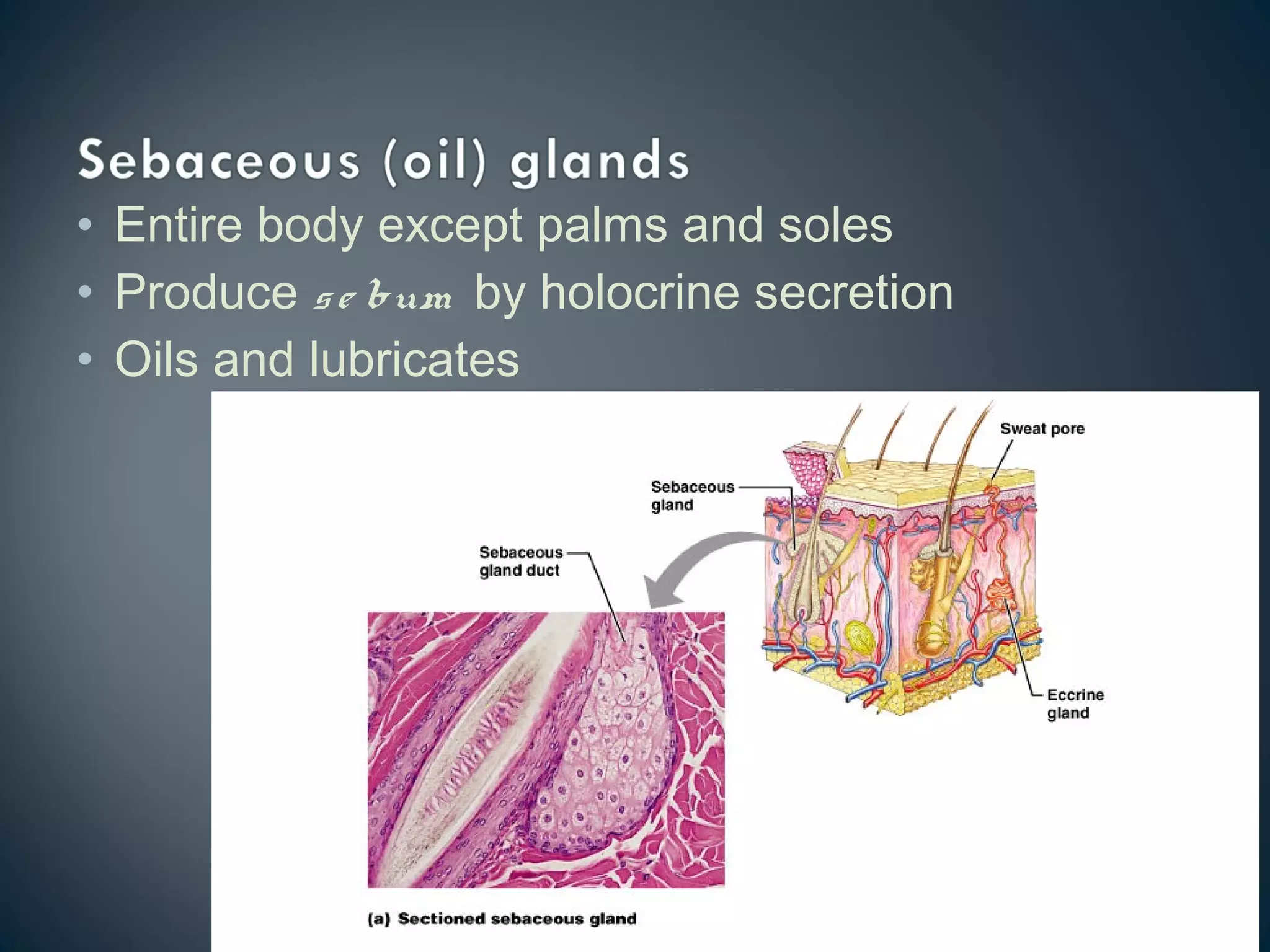 Tegumentary system english medical | PPT