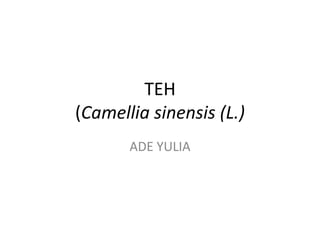 TEH
(Camellia sinensis (L.)
       ADE YULIA
 