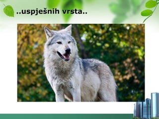 ..uspješnih vrsta..
 