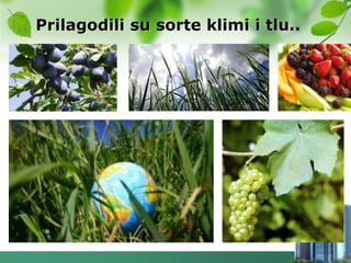 Prilagodili su sorte klimi i tlu..
 