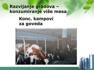 Razvijanje gradova –
konzumiranje više mesa
   Konc. kampovi
   za goveda
 