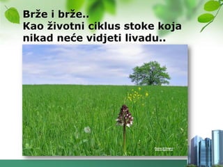 Brţe i brţe..
Kao ţivotni ciklus stoke koja
nikad neće vidjeti livadu..
 