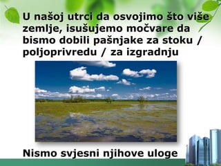 U našoj utrci da osvojimo što više
zemlje, isušujemo močvare da
bismo dobili pašnjake za stoku /
poljoprivredu / za izgradnju




Nismo svjesni njihove uloge
 
