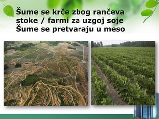 Šume se krče zbog rančeva
stoke / farmi za uzgoj soje
Šume se pretvaraju u meso
 