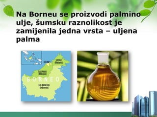 Na Borneu se proizvodi palmino
ulje, šumsku raznolikost je
zamijenila jedna vrsta – uljena
palma
 